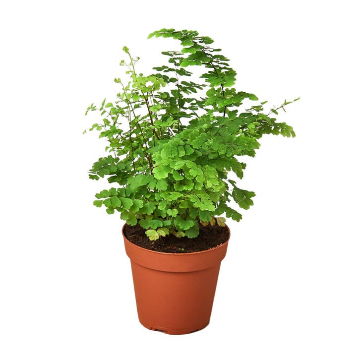 Maidenhair Farn für den Großhandel von House Plant Wholesale WEST