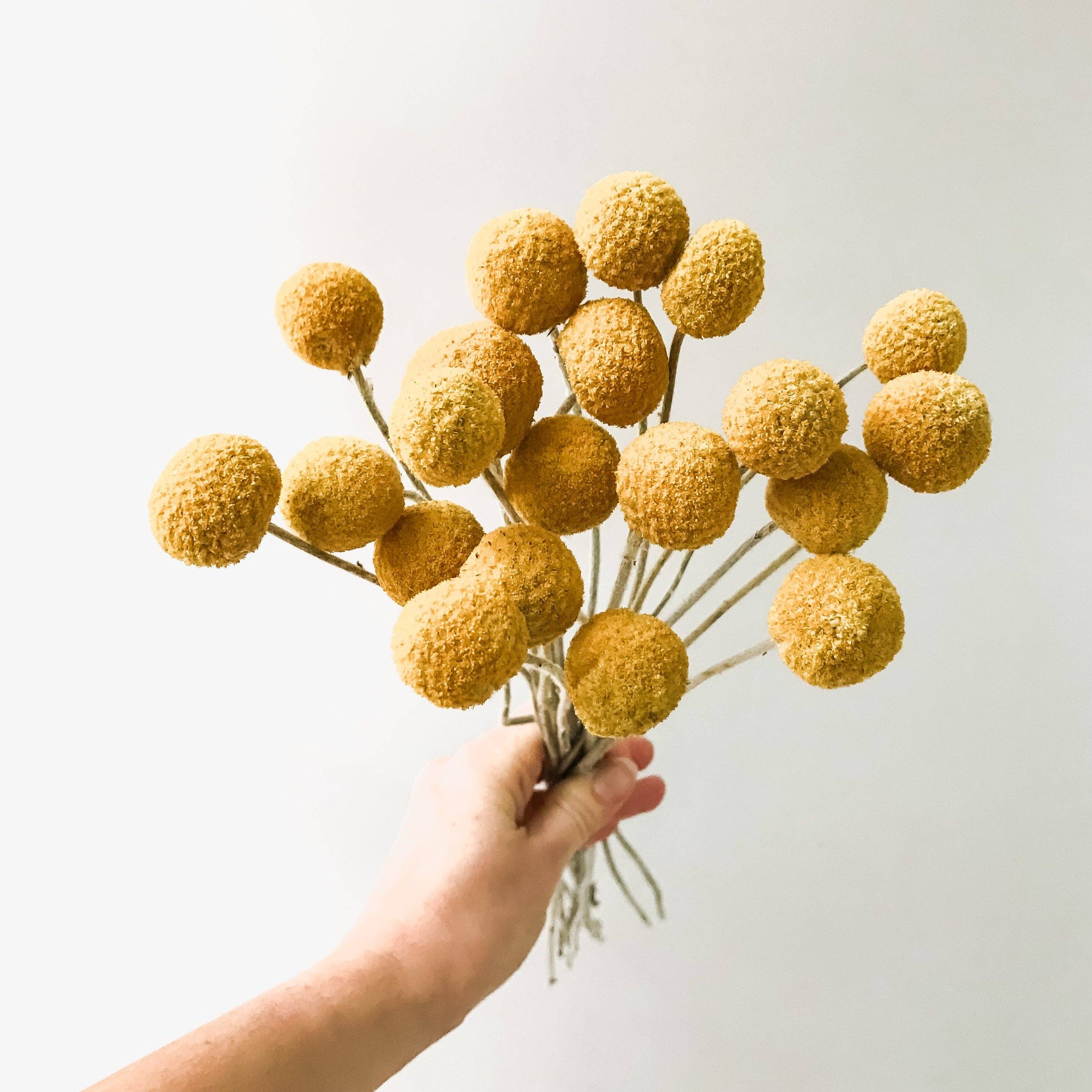Fairmile Co. - Wholesale Dried/Pressed Flowers - Yellow Dried Craspedia - Billy Buttons1