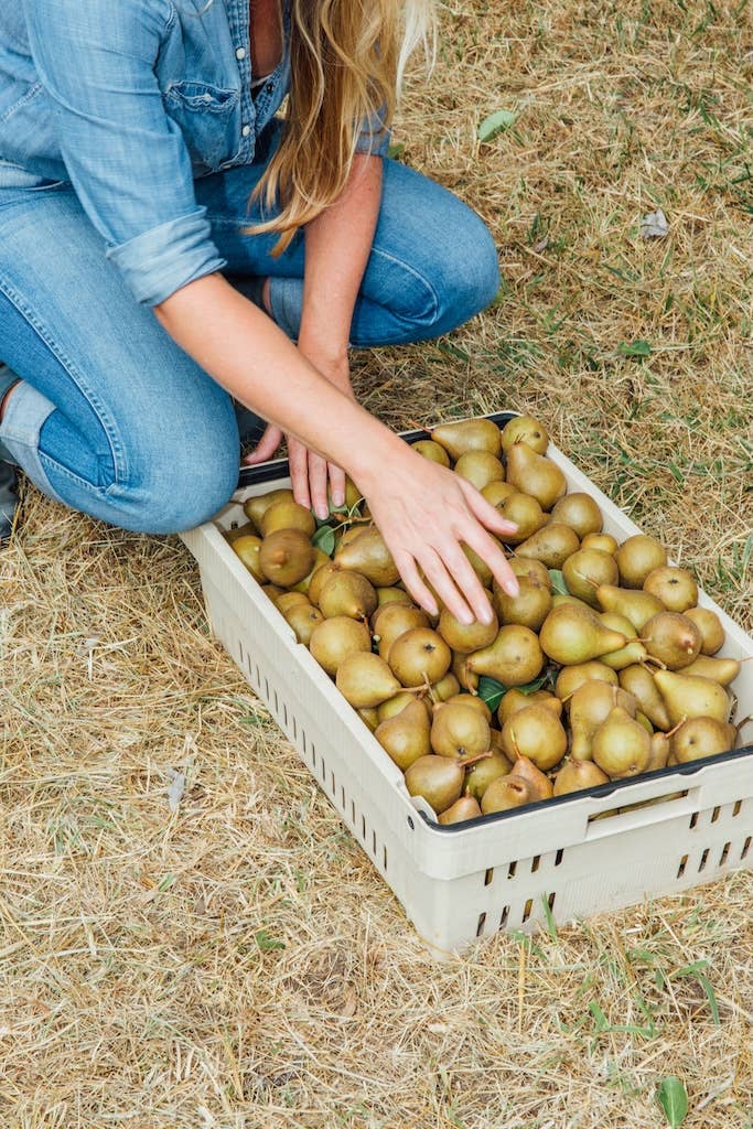 Girl Meets Dirt - Wholesale Preserves - Orange Peppered Pear Spoon Preserves 7.75oz1