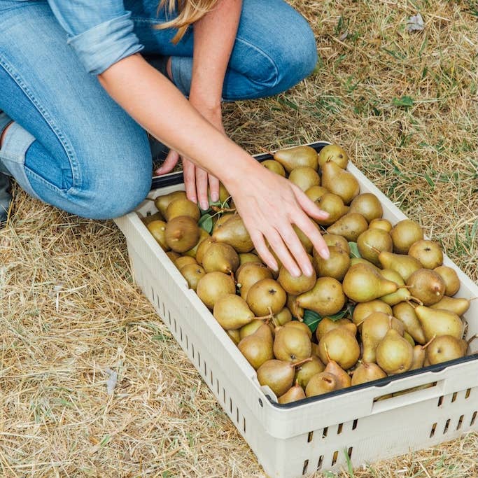 Girl Meets Dirt - Wholesale Preserves - Orange Peppered Pear Spoon Preserves 7.75oz1