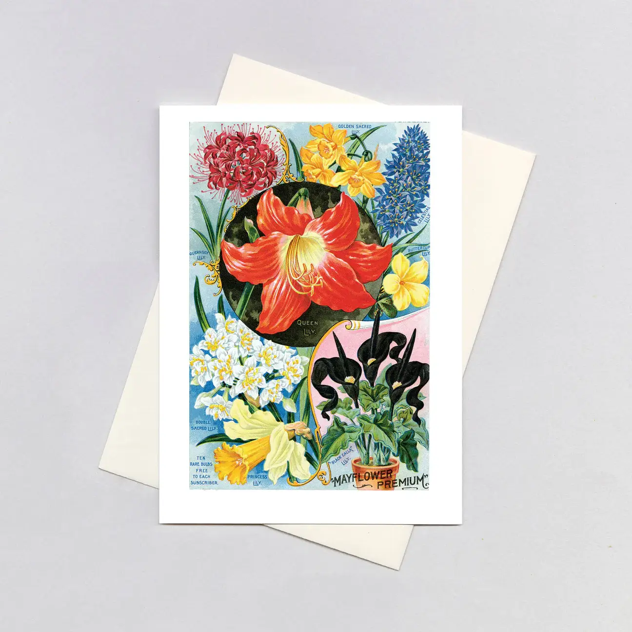 Laughing Elephant - Wholesale Everyday Greeting Card - Flowers from Bulbs - Flowers Card0