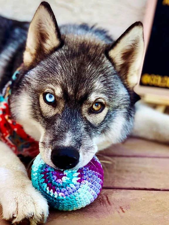 Assorted dog toys with squeakers for wholesale by The Knitted Arrow