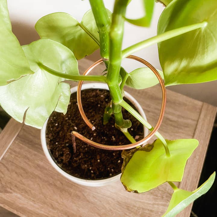 Above The Soil - Wholesale Trellis - Copper Loop Plant Trellis - 6 or 9 inches2