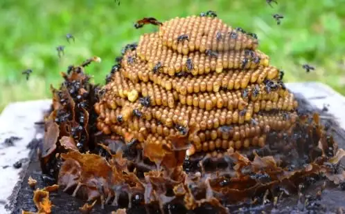 Zayti L.T.D.M - Wholesale Honey - PRECIOUS MELIPONA HONEY (ORGANIC): 300G JAR - SCAPTOTRIGONA7