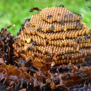 Zayti L.T.D.M - Wholesale Honey - PRECIOUS MELIPONA HONEY (ORGANIC): 300G JAR - SCAPTOTRIGONA7