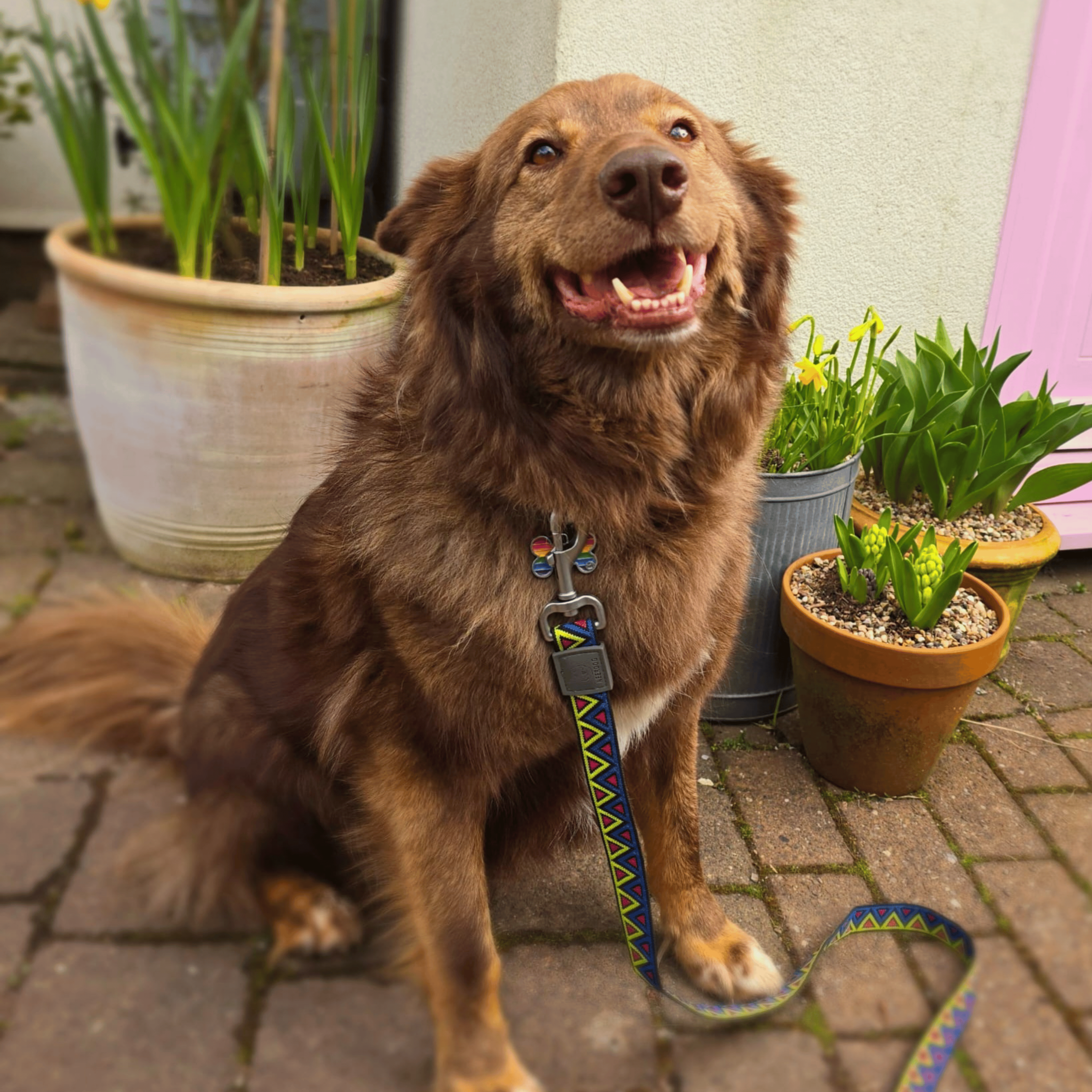 NEERDOG | Dog Harnesses | Dog Leads | Dog Collars | Coats – wholesale Pet leash – Dog – Jacquard Dog Lead | GO-CEE Cosmos Dog Lead3