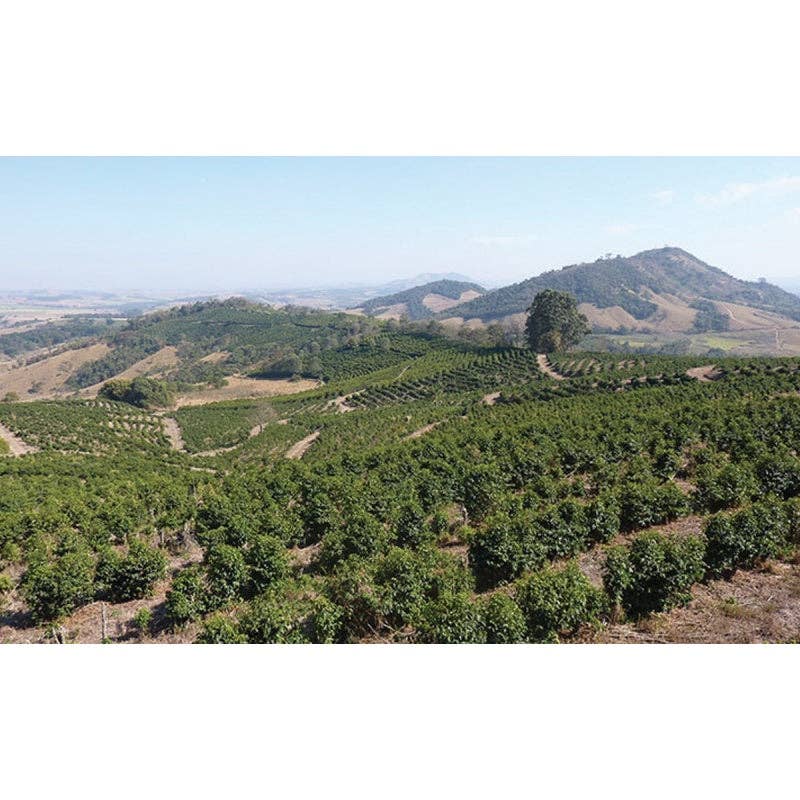 CAFES CIEL - Vendita all'ingrosso Caffè in grani - Decaffeinato - Brasile, Minas Gerais3