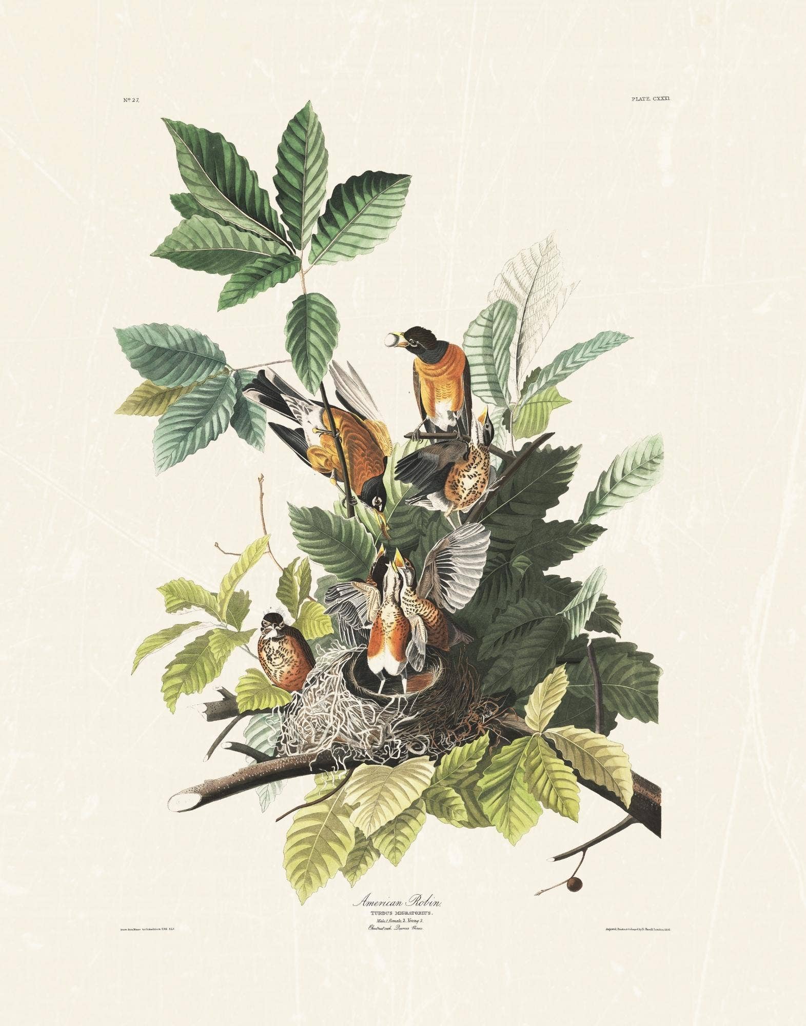 Knot & Soul - Venta al por mayor Ilustración - Audubon - Petirrojo americano