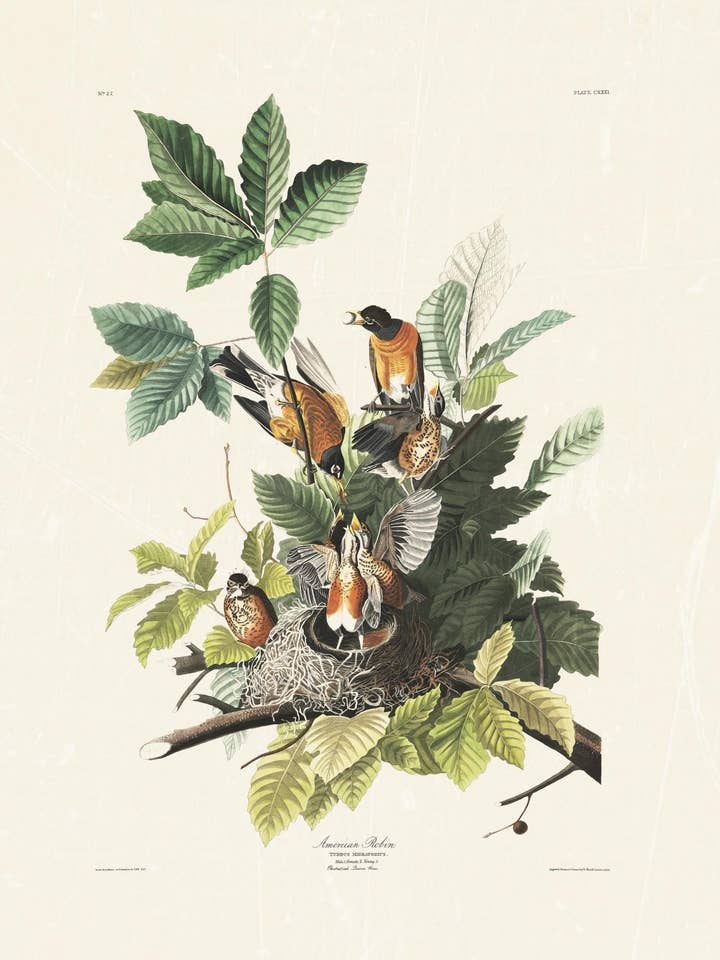 Audubon - American Robin for wholesale by Knot & Soul