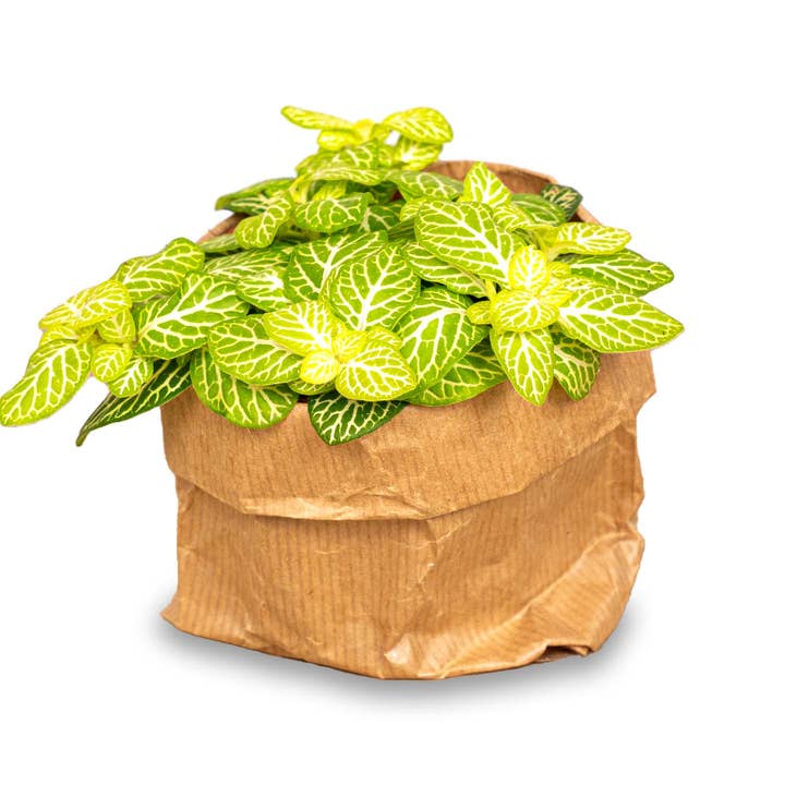 Fittonia Joly Lemon - White and Green (Fluor) - Mosaic plant for wholesale by Trendhero.nl/b2b