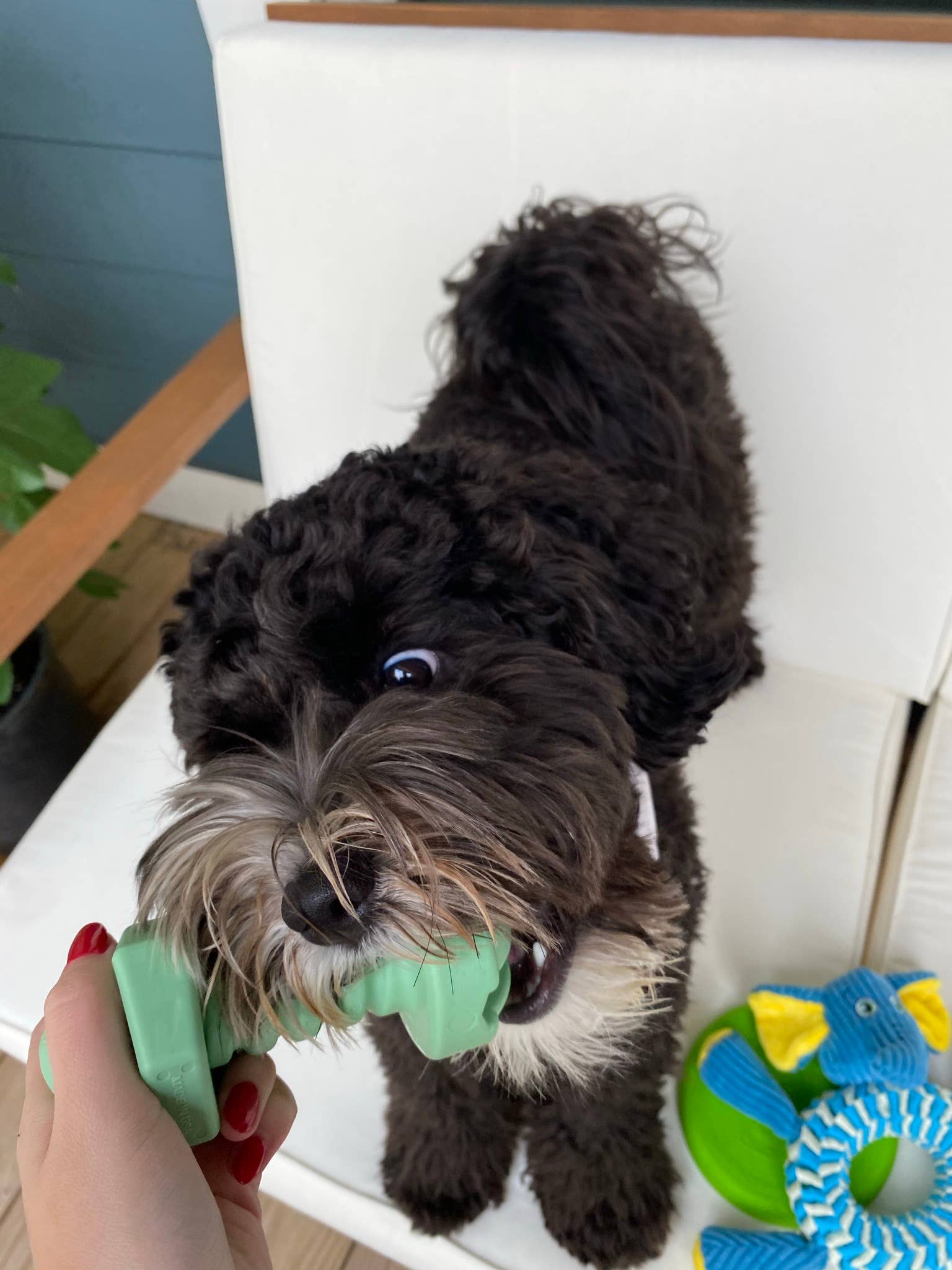 Spunky Pup - Wholesale Pet Chew Toy - Dog - The Tools - MADE IN THE USA3