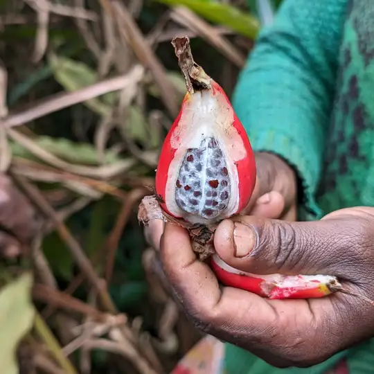 Burlap & Barrel - Wholesale Dried Spice - Grains of Paradise - Single Origin Spice & Seasoning1