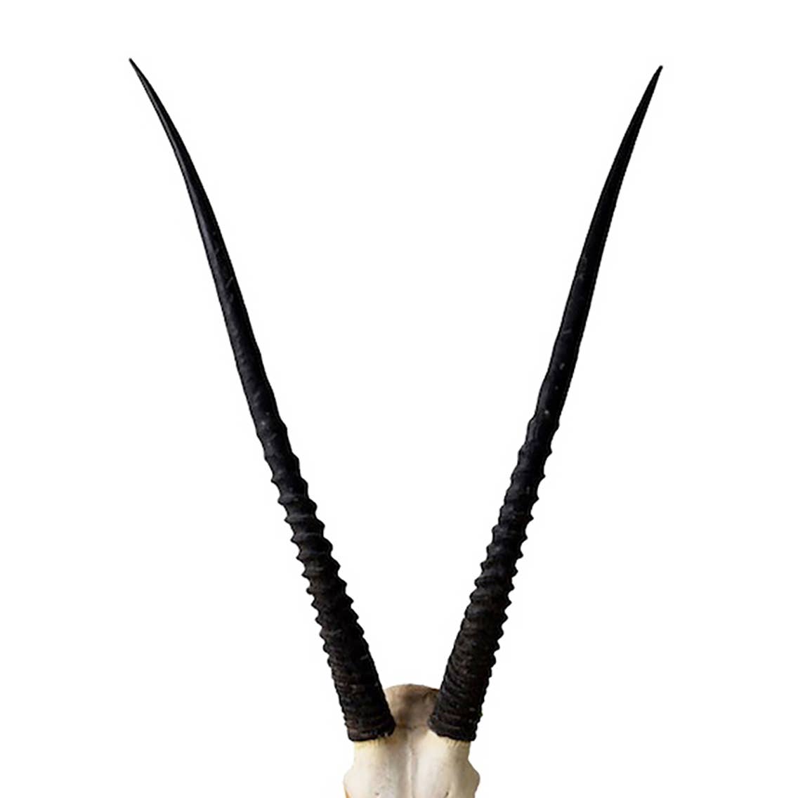 OUTPOST ORIGINAL - Wholesale Wall Accent - African Gemsbok Horn - Full Skull5