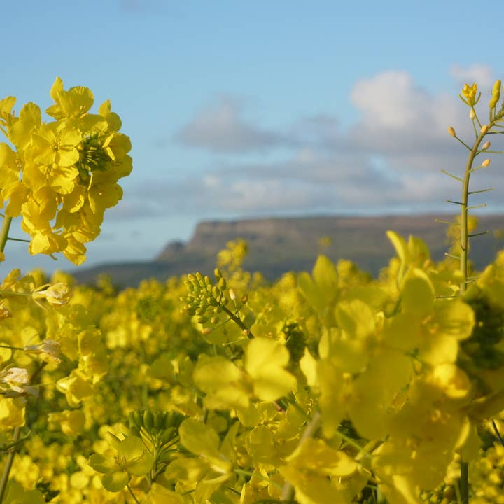 Broighter Gold Rapeseed Oil – Óleo de cozinha por atacado – Óleo de Colza Infundido com Fumo de Nogueira Broighter Gold - Caixa de 911