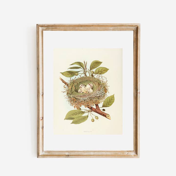 Sea to Skye - Wholesale Art Print - Antique Bird Nest Print2