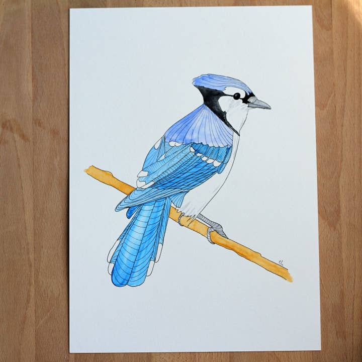 Blue jay watercolor, original watercolor piece for wholesale by Atelier E.Pic