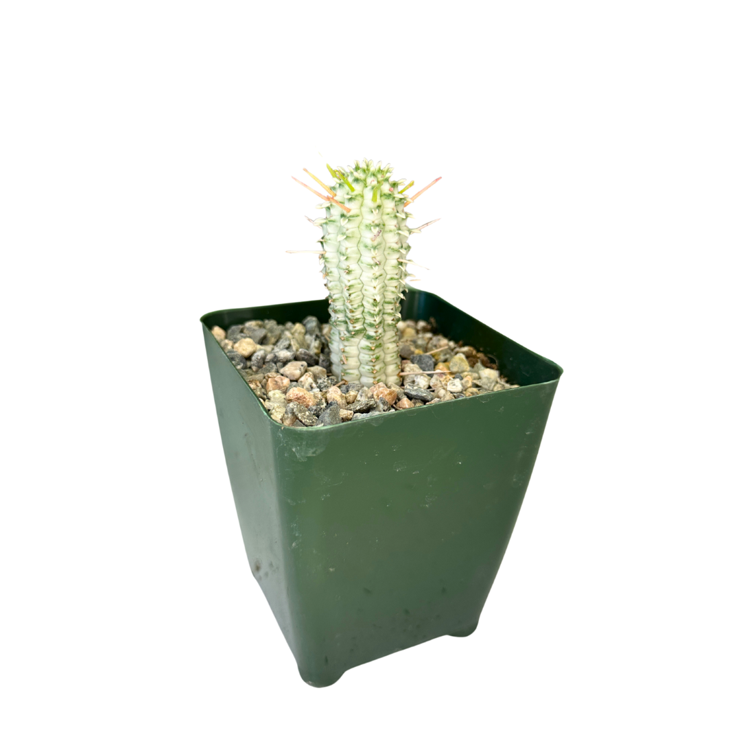 Flow State - Wholesale Succulent - 4" Euphorbia Mammillaris Variegata 'Corn Cob Cactus' – Plant1