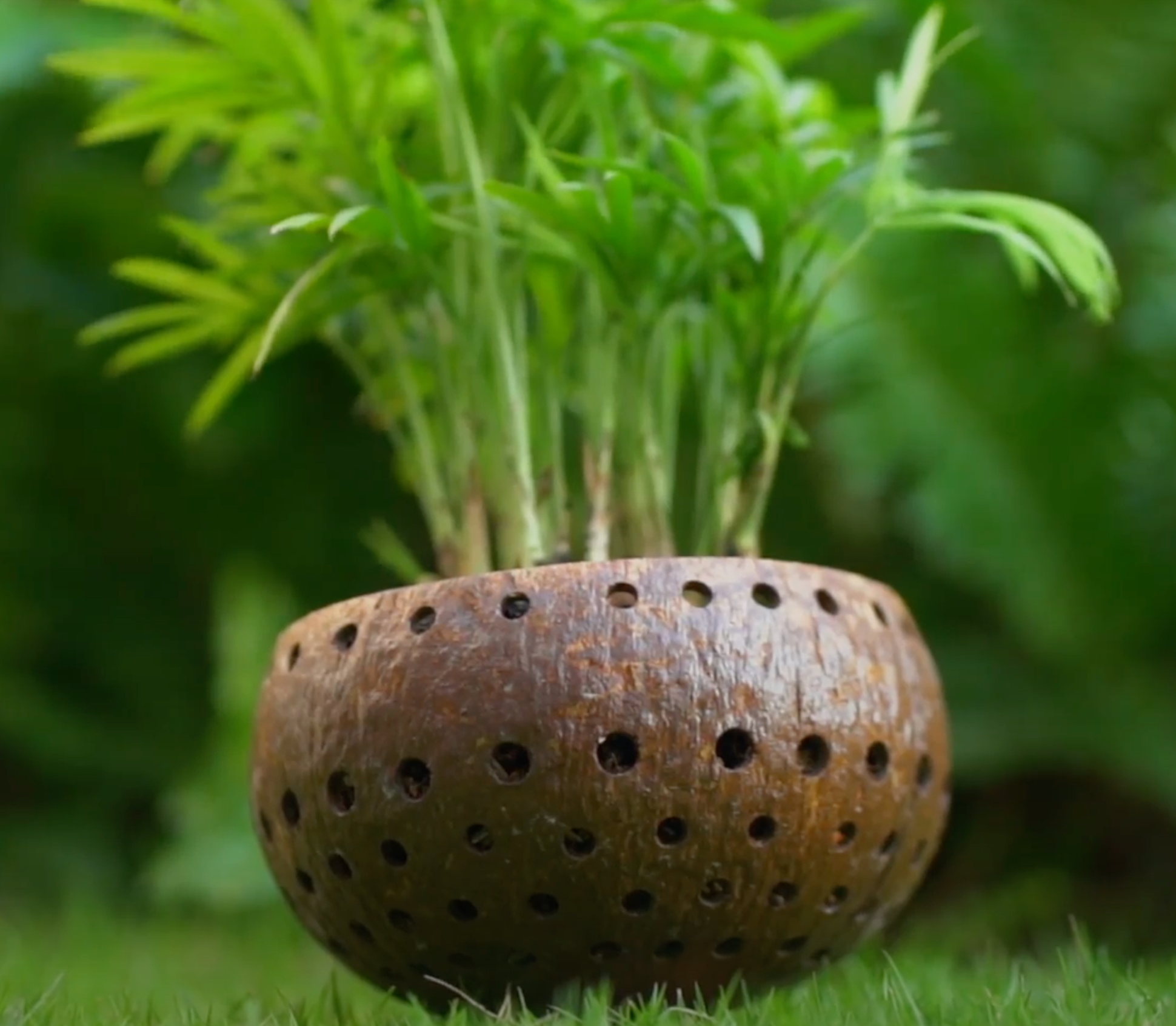 Rainforest Bowls – Engroshandel Plantekrukke – Punchout Coconut Planter3