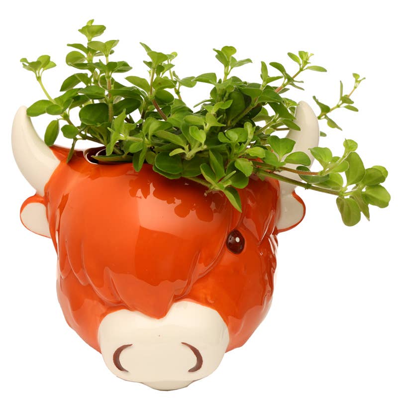 Puckator Ltd – wholesale Väggkruka – Keramiska Highland Coo Ko Huvud vägg planter/växt kruka2