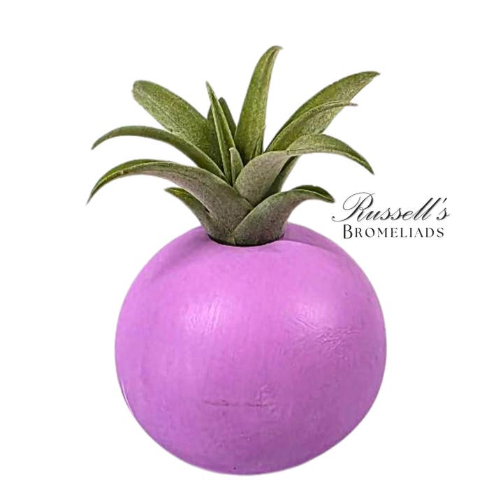 Russell's Bromeliads - Wholesale Live Plant - Bubble Set With Air Plants - Half Pack