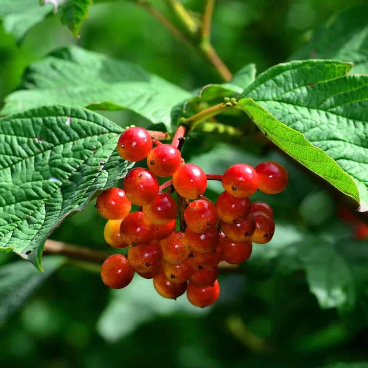 Cramp Bark Herbal Tincture for wholesale by Daydream Organics | Prairie Doctor Brand