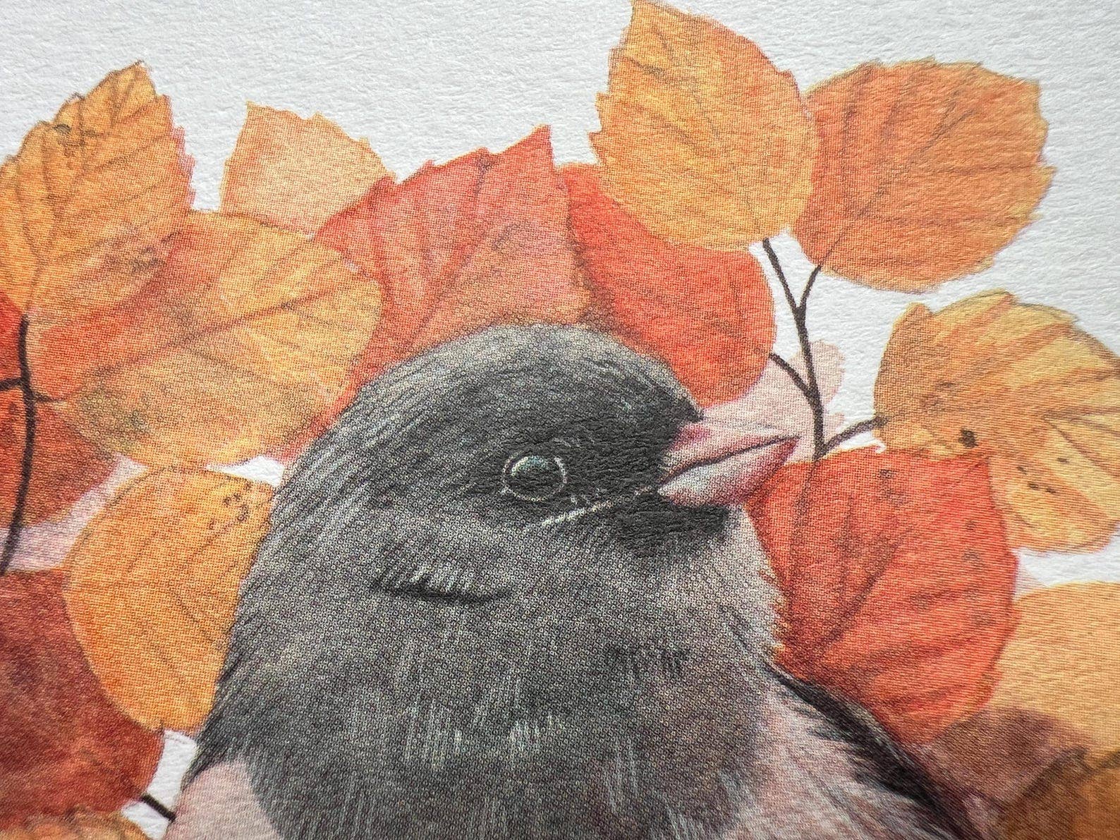Georgina Doodles - Wholesale Everyday Greeting Card - Dark-eyed Junco Greetings Card | Blank card, Bird Art, Watercolour print3