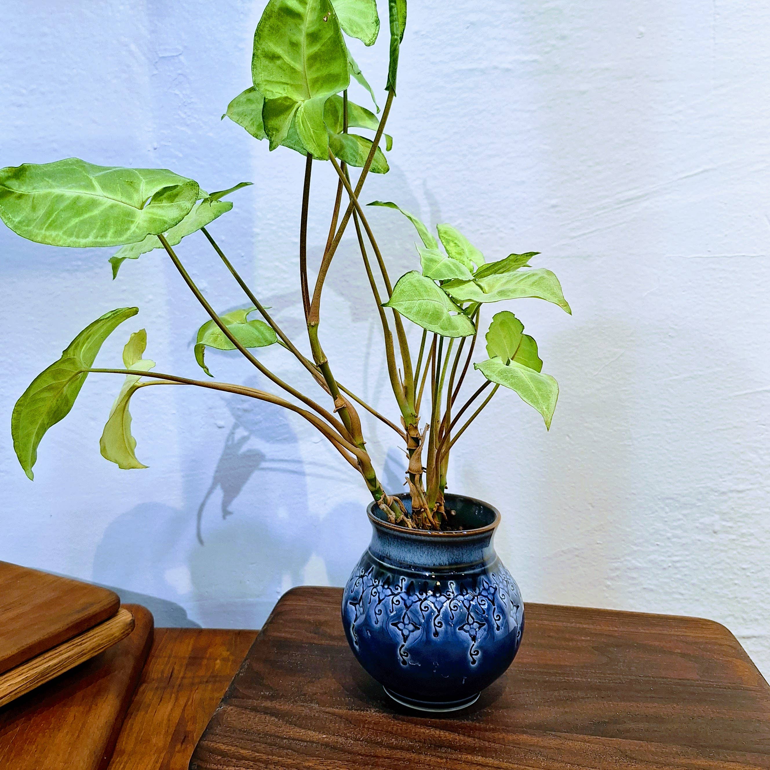 Plays in Mud Pottery - Wholesale Plant Pot - Large Tabletop Planter - Handmade Pottery Planter - MTO1