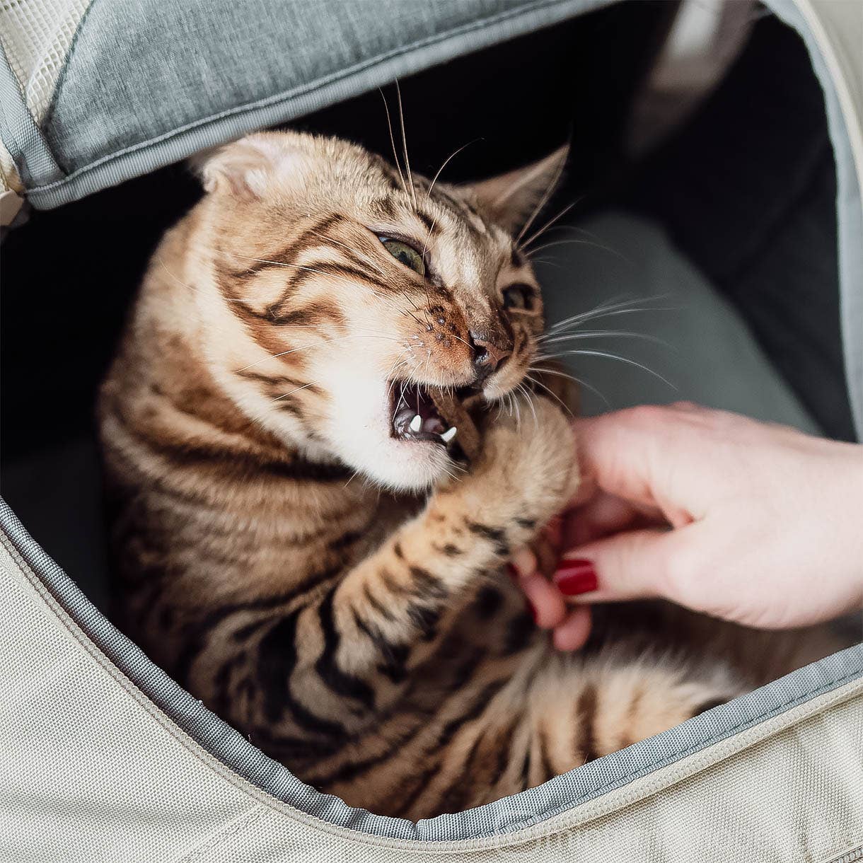 ne&no – Engroshandel Legetøj - Kat – ne&no® Matatabi pinde til katte - sæt med 3 - i gaveæske13