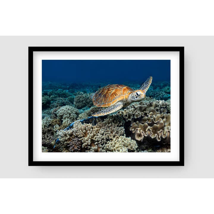 Glider Great Barrier Reef Art Print for wholesale by Above And Below Gallery