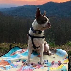 WagAround Town Dog Travel Mat - Available in Medium or Large for wholesale by Wag Around Town