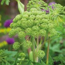 Witchuals - Rituals & Spellwork Apothecary - Wholesale Meditation Supplies - Angelica4