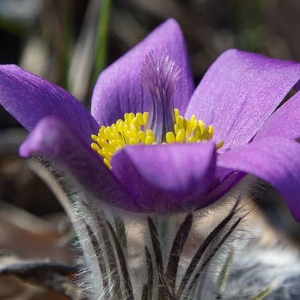 Ollois - Wholesale Oral Supplement/Vitamin - Olloïs Pulsatilla 200CK Vegan Organic kosher, 80 Pellets9