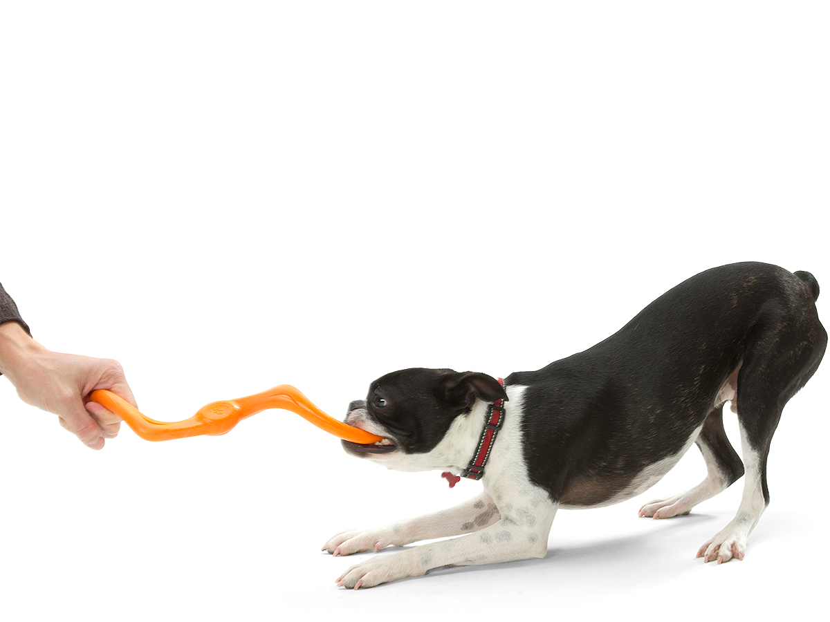 West Paw - Wholesale Pet Chew Toy - Dog - Bumi® Dog Toy for Chew, Tug, and Fetch4