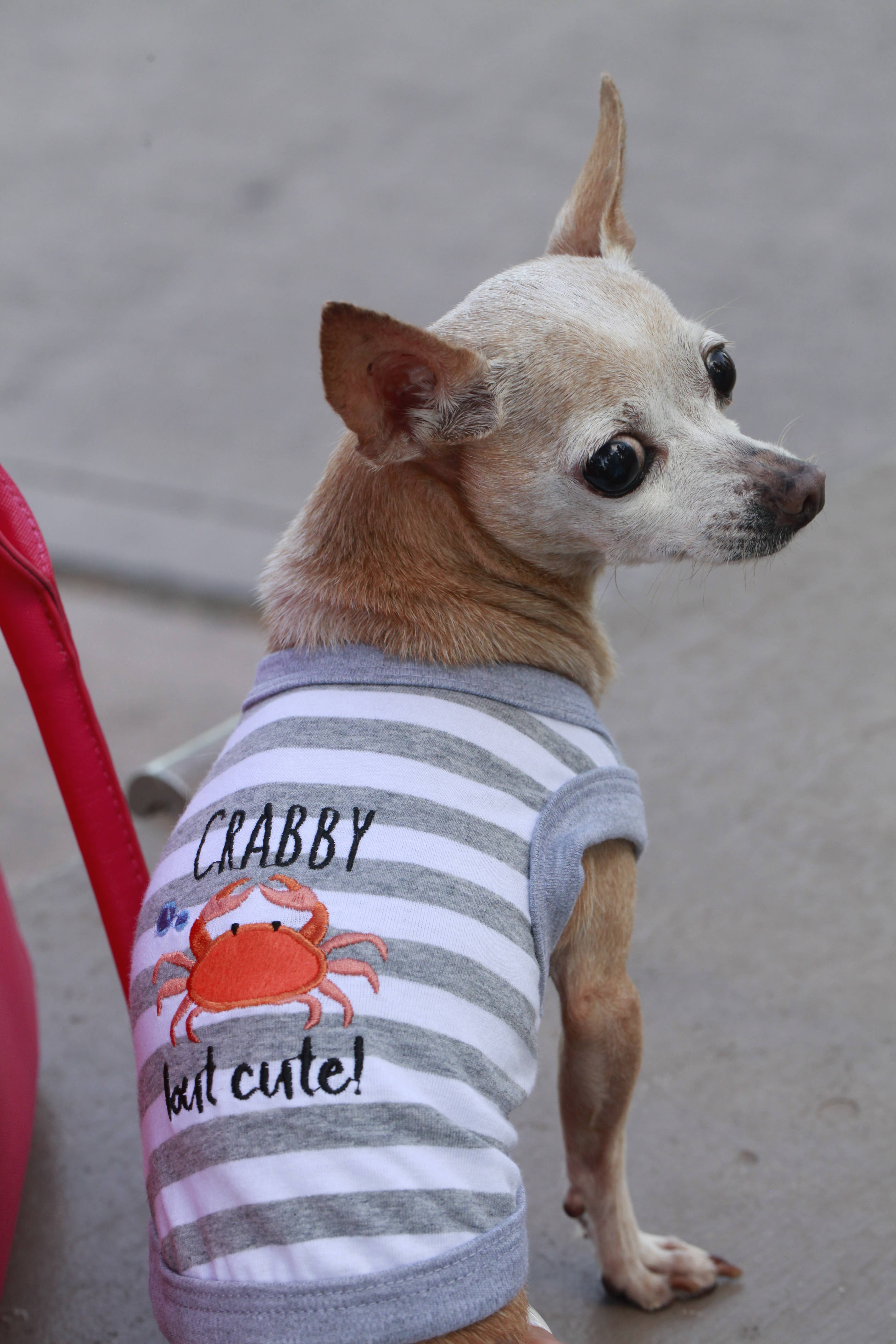 Parisian Pet® - Wholesale Pet Shirt - Dog - Crabby But Cute Tee – Funny & Adorable Dog T-Shirt for Pets5