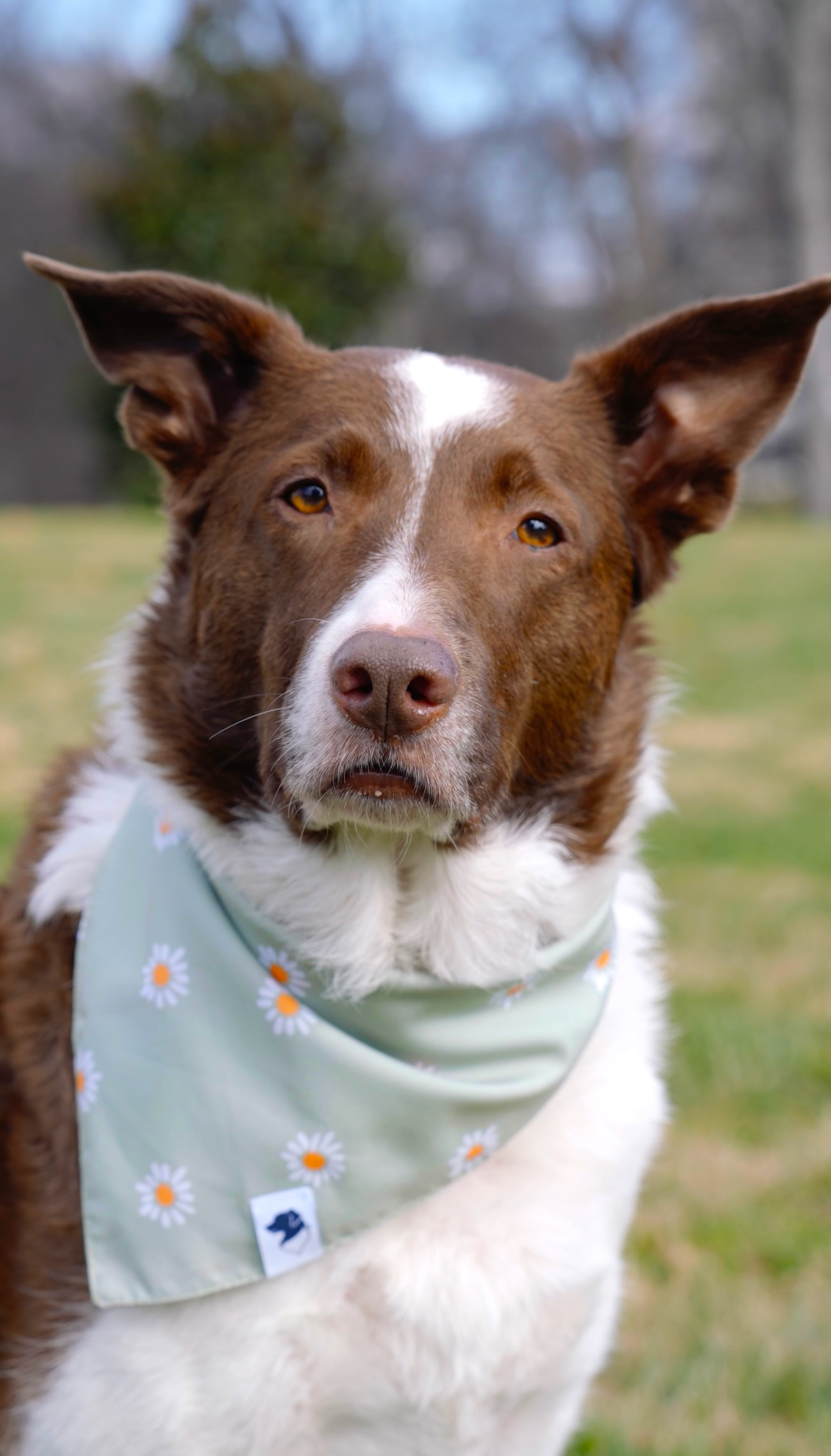 Dog Bandana Co. - Vendita all'ingrosso Bandana - Cani - Bandana per Cani Daisy Double Face con Cravatta e Bottone a Pressione3