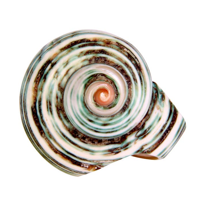 Shell Ring Green Natural Swirl Shell Ring for wholesale by Erik & Mike