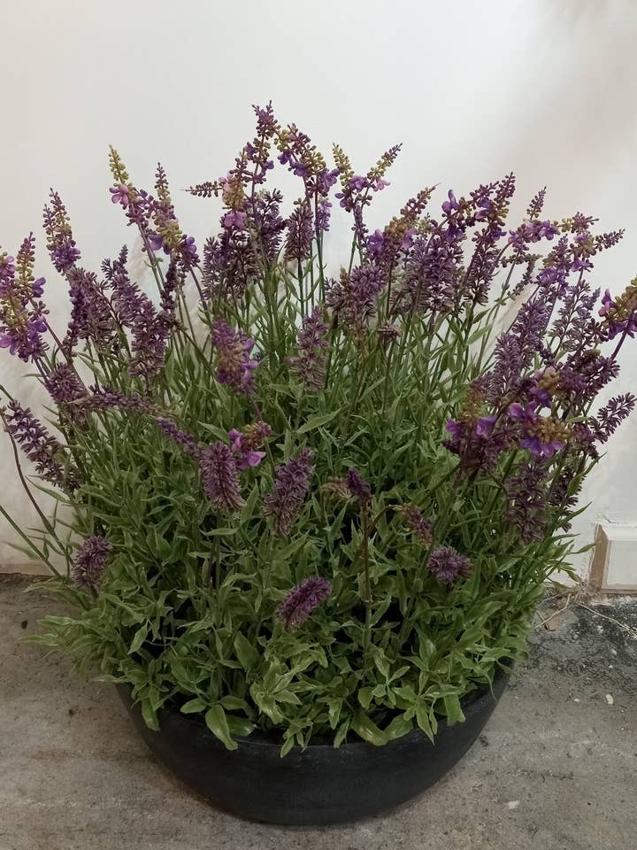 PA10352 Potted Lavender,24" for wholesale by Green Import Enterprises