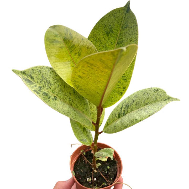 Ficus 'shivereana' (Moonshine) pour la vente par Rooted Treasures Farms