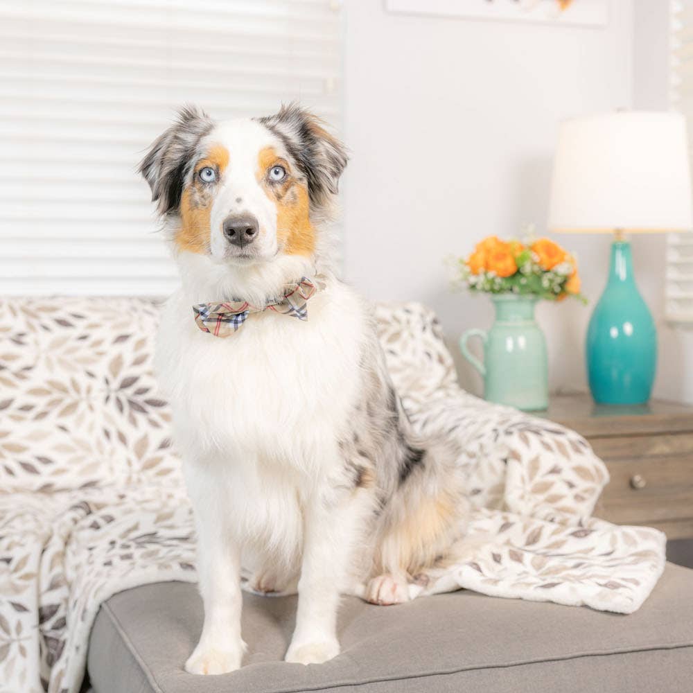 Huxley & Kent - Vente Nœud papillon – chat et chien - Nœud papillon High Street à carreaux1