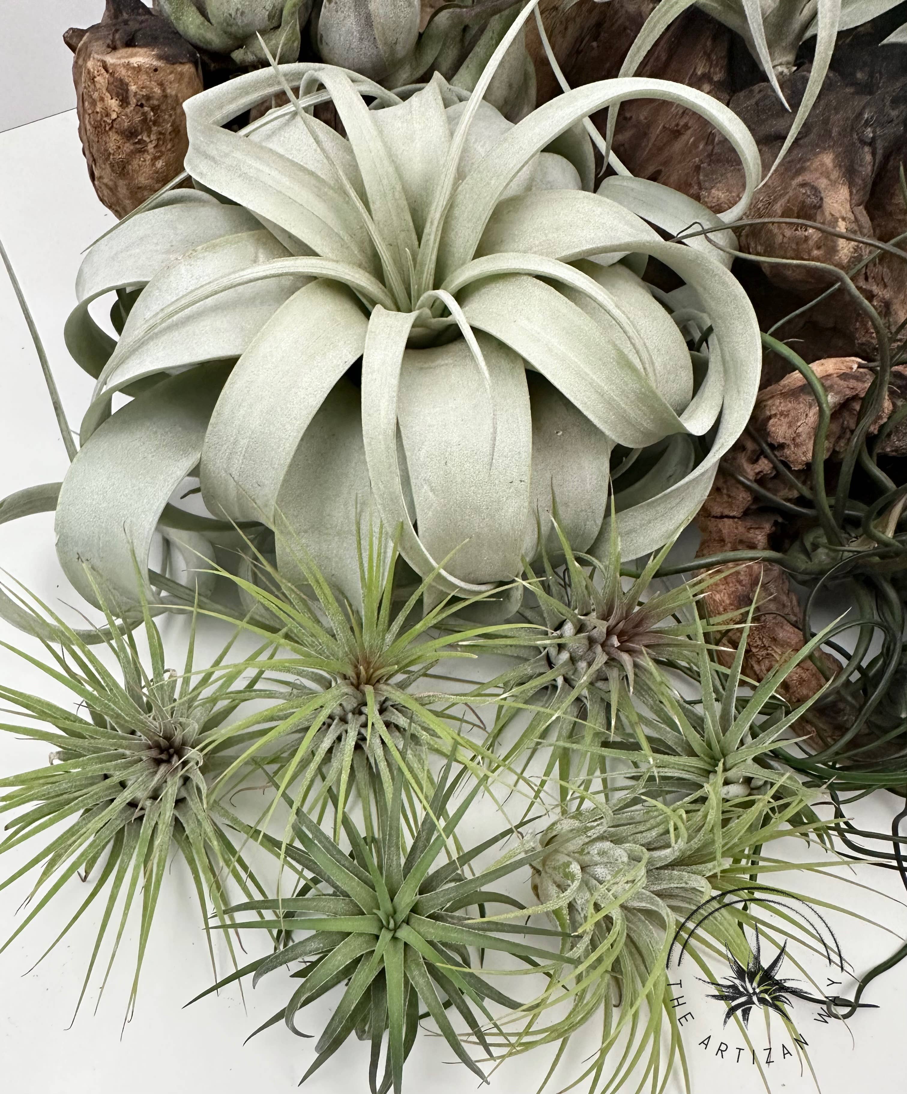 The Artizan Way - Vente Plante - The Essentials Plus - Ensemble de plantes aériennes (50 plantes)13