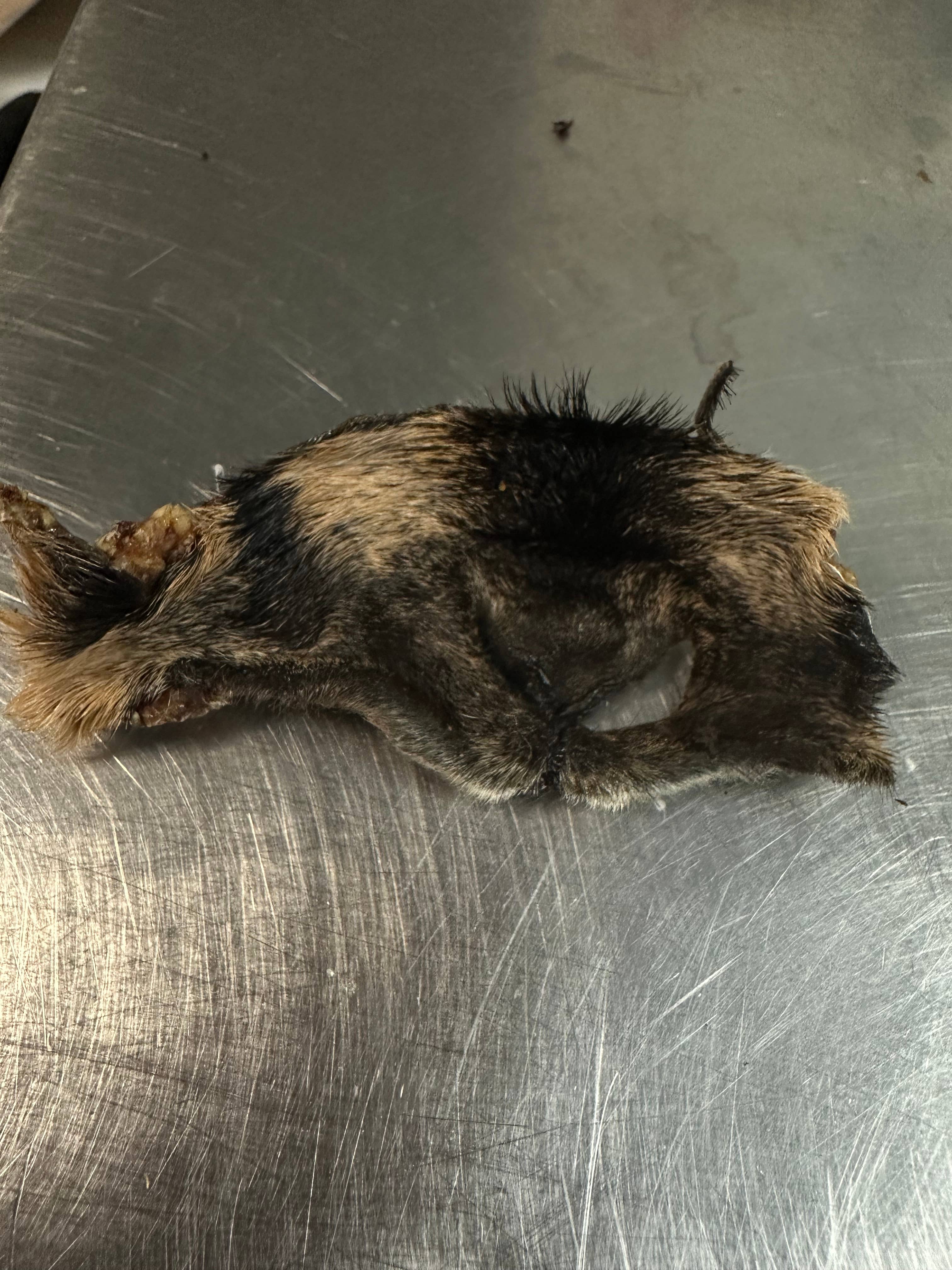 Tapia raw meats for pet food - Vendita all'ingrosso Snack - Cani - Musi di capra1