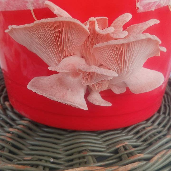 The Mushroom Conservatory LLC – Kit de comida DIY por atacado – Pacote de Variedades de 12 Incríveis Kits de Cultivo de Cogumelos!