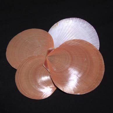 SUN & MOON 2-2 1/2" for wholesale by Darlene's Shells