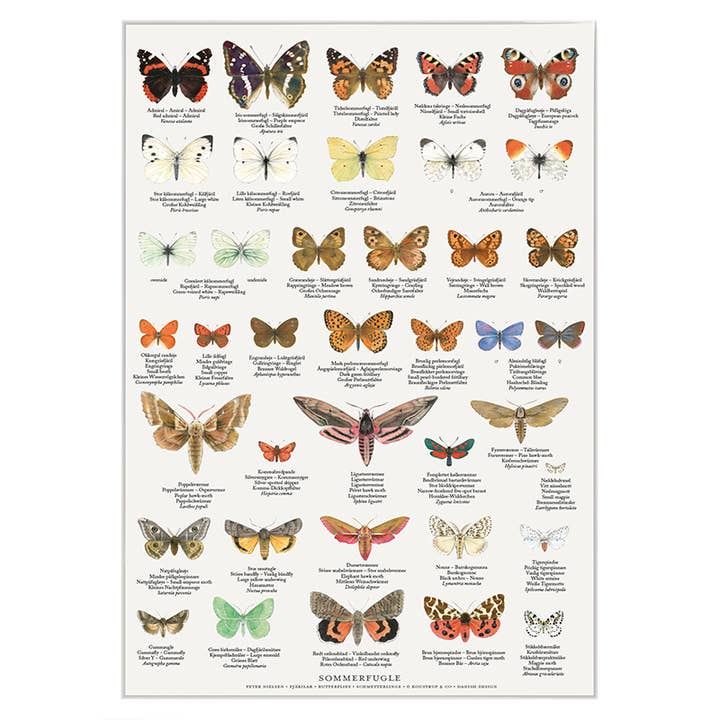Poster A4 Butterflies - made in Europe for wholesale by Koustrupco