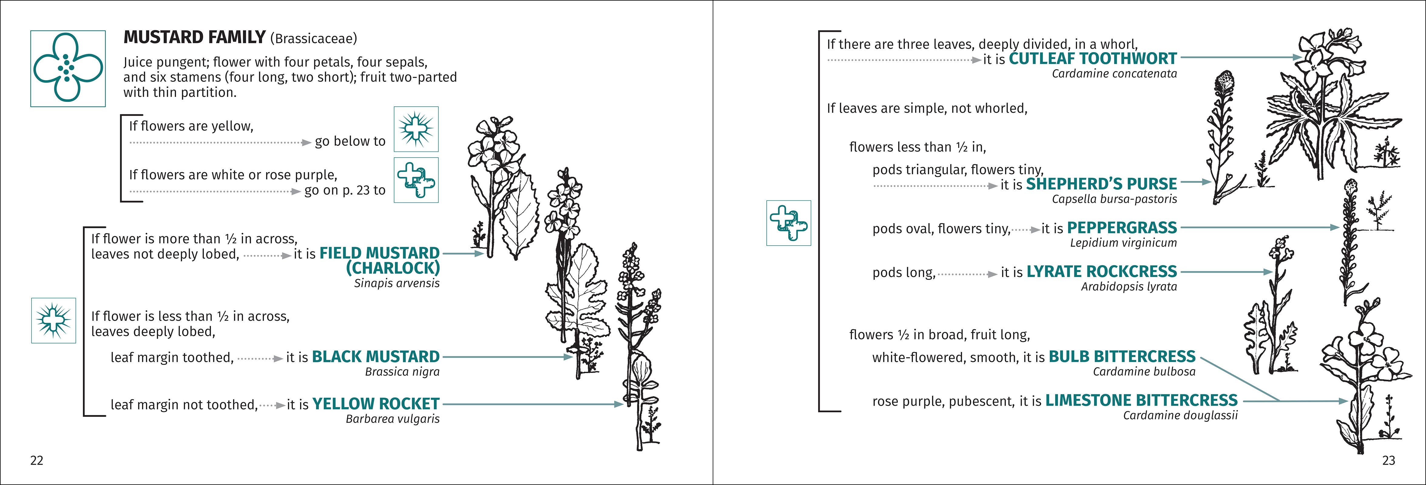 AdventureKEEN - Wholesale Nature & Outdoors - Flower Finder 2nd Edition3