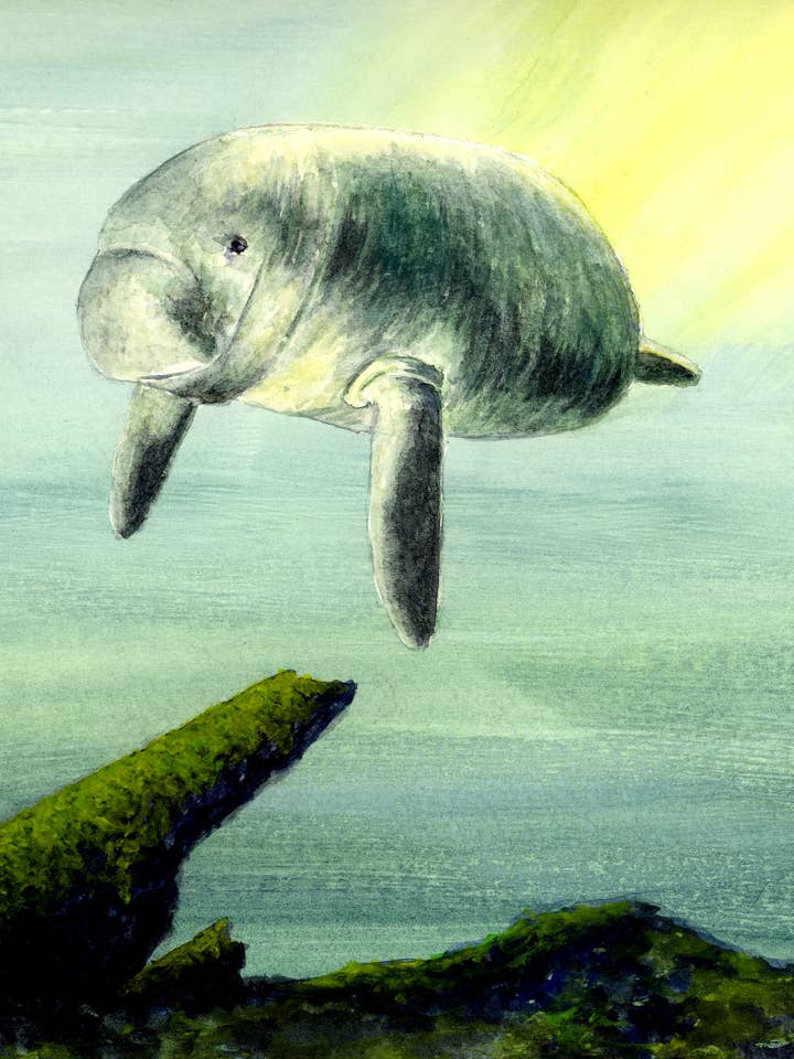 Manatee Print for wholesale by Michael Vigliotti