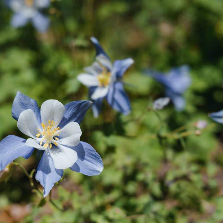 The Jonsteen Company - Wholesale Plant Seeds - Rocky Mountain Columbine | Flower Seed Grow Kit