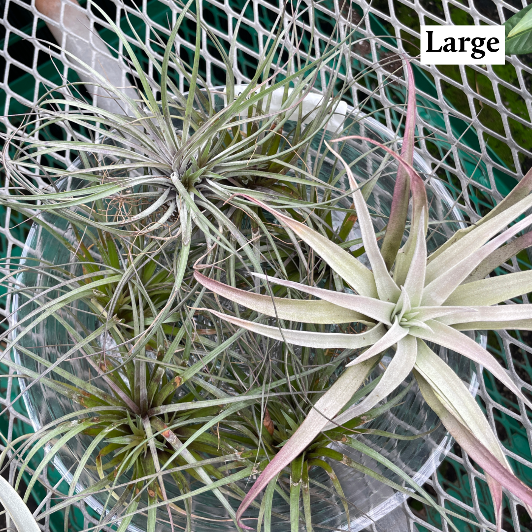 Thorsen's Greenhouse - Wholesale Live Plant - Air Plant - Assorted10