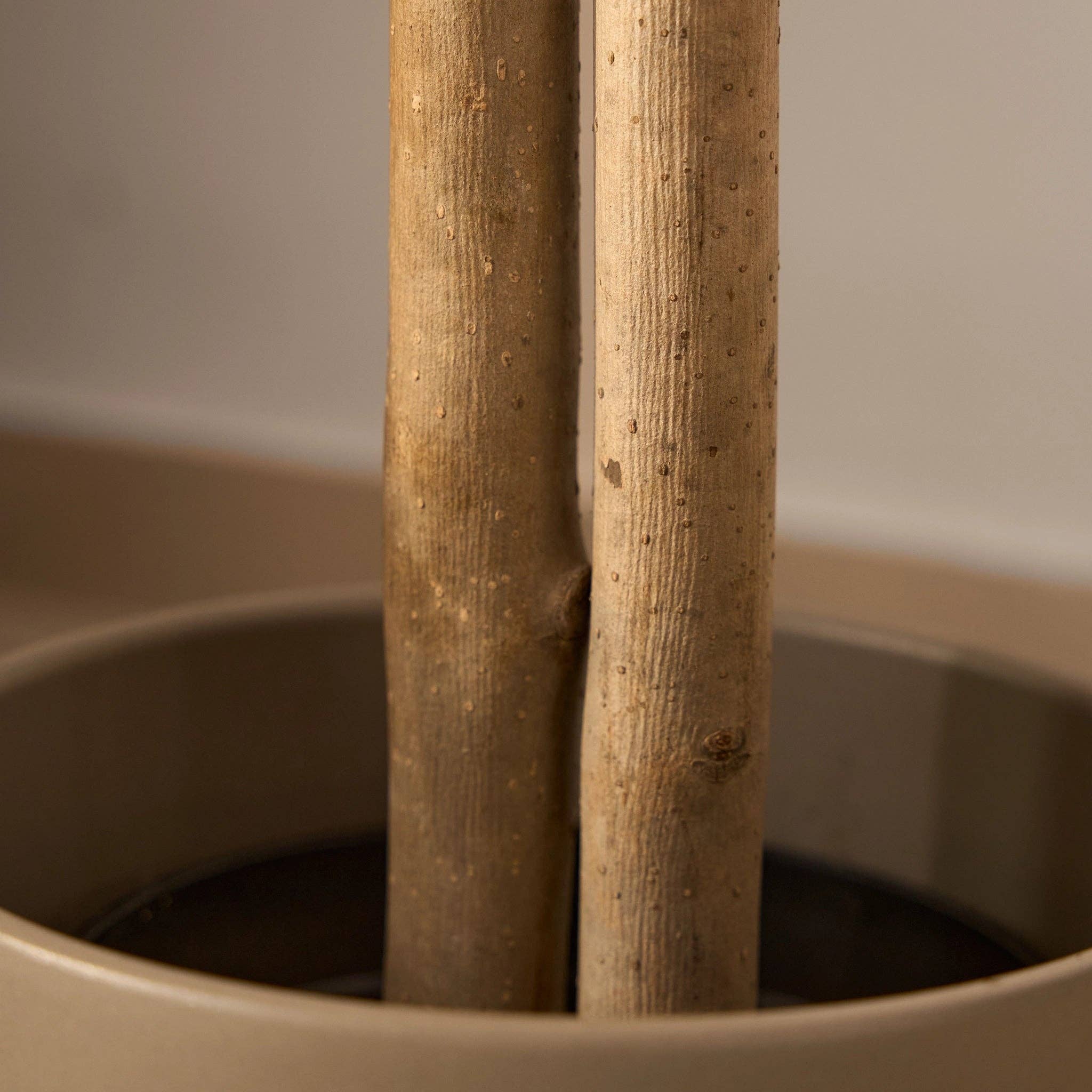 Maia Shop - Venta al por mayor Plantas artificiales - Árbol Eucalipto Preservado Baby10