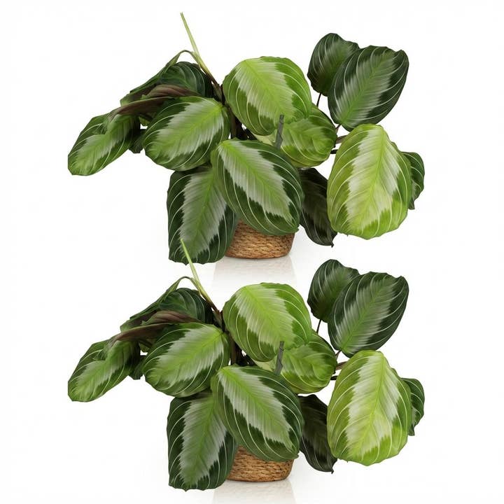 Maranta Fascinator Silverband Planta de Oração Planta de Interior Conjunto de 2 com Cesto Vaso Ø12cm Altura 25cm Planta Verde Amiga dos Animais de Estimação fácil de cuidar para Sala de Estar Escritório Quarto por atacado de Oasis of Life